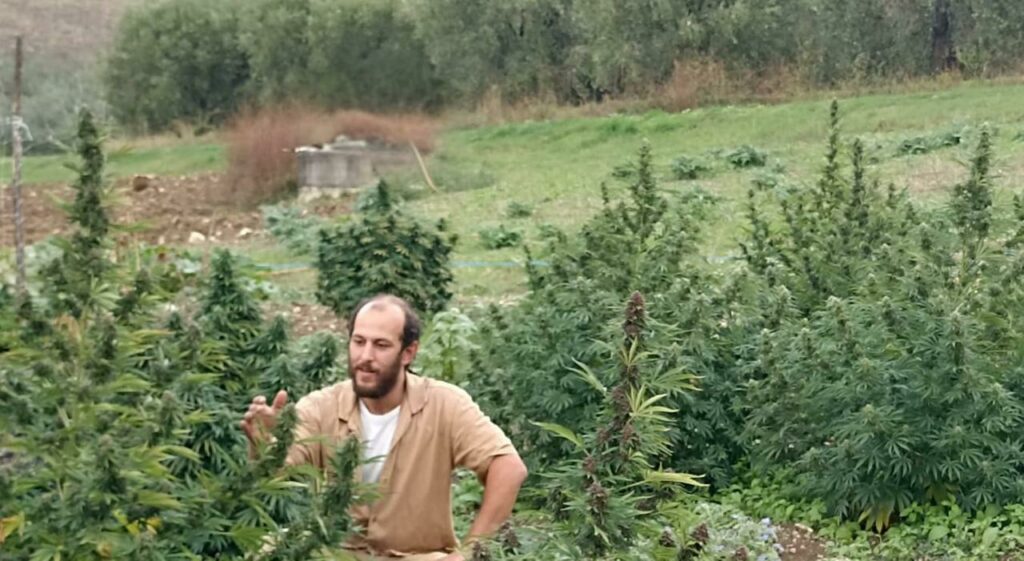 Caggiano: coltiva cannabis e finisce a processo niente condanna perchè è terapeutica.